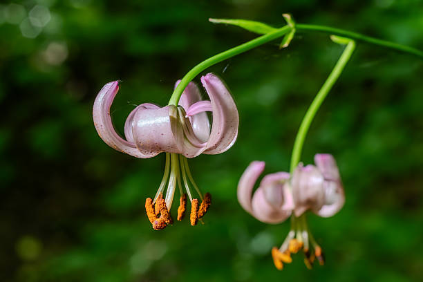 Close up of ornate dark pink flower
