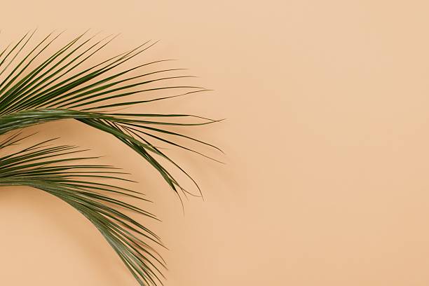 istock Tropical palm leaves creating a relaxing summer vibe on a beige background 2232465745