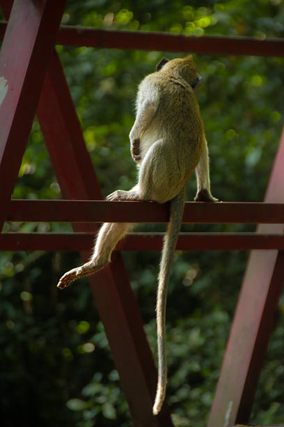 Macaca fascicularis, The crab-eating macaque, is sitting on a bridge, also known as the long-tailed macaque or cynomolgus monkey, a monkey species native to Southeast Asia