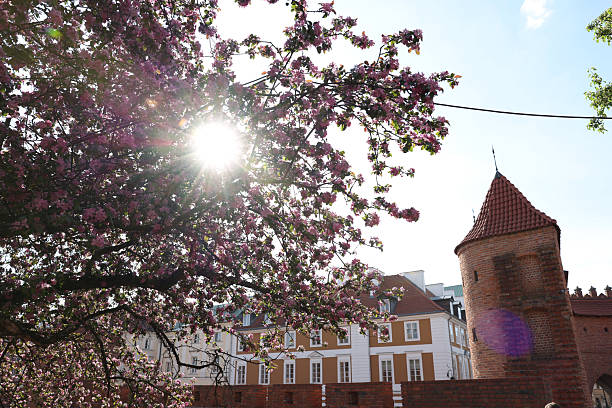 Sunlit blossoms frame a historic brick tower and building.  Ideal for travel, tourism, and springtime themes.  Warm, idyllic mood; evokes peace and history.  High-resolution image perfect for print and web.