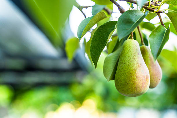 istock Pears Hanging on a Branch in Garden. Fresh Fruit Concept 2232467562
