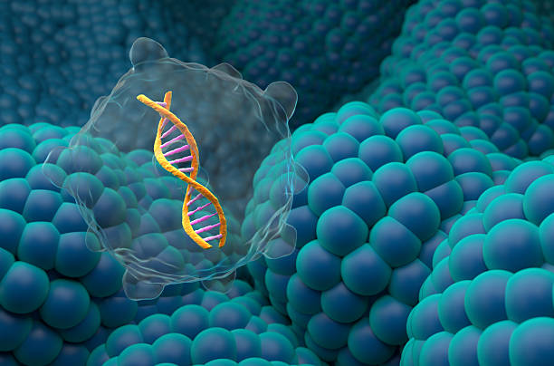 istock Gene therapy in Prostate cancer - closeup view 3d illustration 2232469015