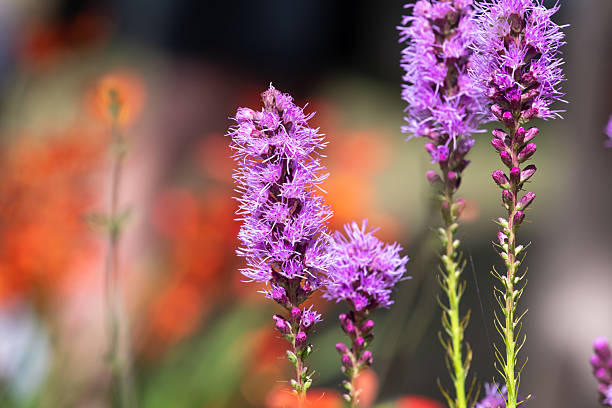 Liatris pycnostachya - Prärie-Prachtscharte