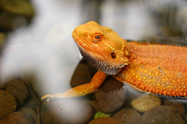Bearded dragon lizard on Natural Habitat ,Close up image of Inland Bearded Dragon (Pogona vitticeps), Australian Bearded Dragon