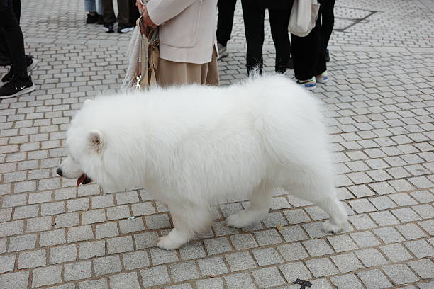 Close-up of a clean and cute Samoyed dog
