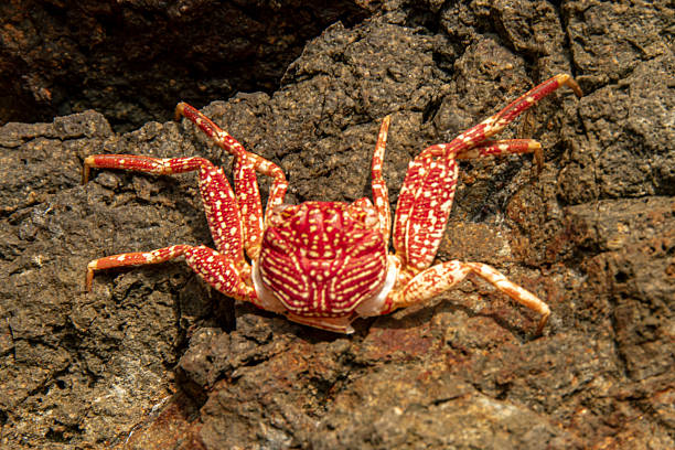 istock Close-up of a vibrant red beach crab exoskeleton on rocky surface 2232472615