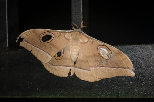 Close-up of an Antheraea moth resting on a metal surface at night, showing distinctive eye spots and wing texture in detailed macro view