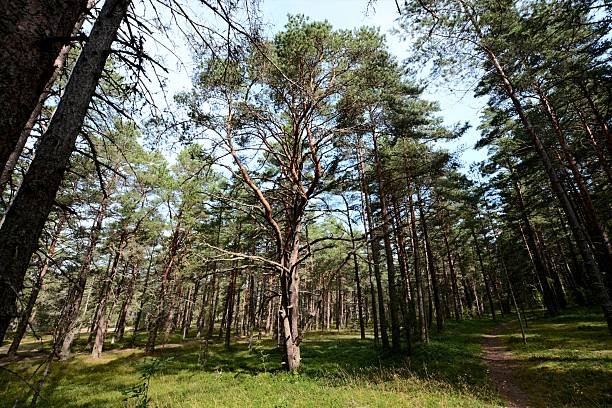 istock wonderful trees in keila Estonia 2232473789