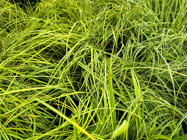 istock Ornamental grass is an idea for beautifying your garden. 2232473860