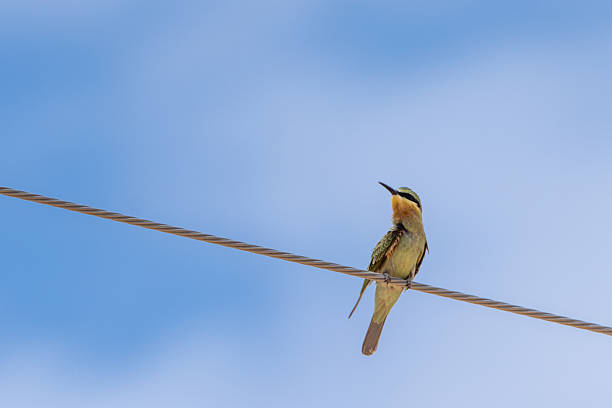 istock Persian Bee-eater in Southern Tunisia 2232474772