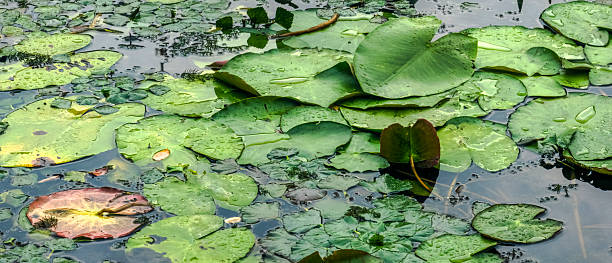 istock Water lily pads floating peacefully across calm pond surface, reflecting verdant greenery with sparkling water droplets surrounding delicate botanical landscape 2232476202