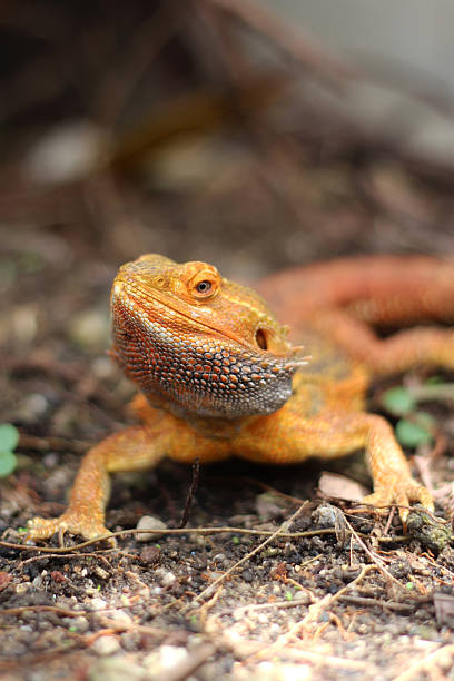 istock Bearded dragon lizard on Natural Habitat 2232476796