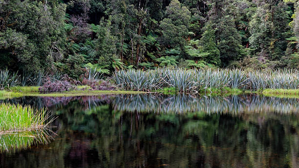 istock Wetland habitat 2232477357