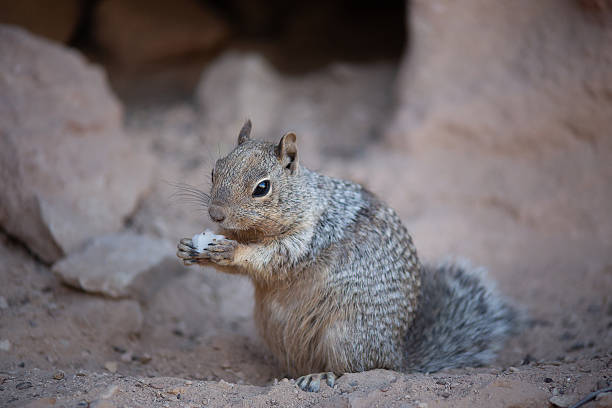 istock Lone rock squirrel (Otospermophilus variegatus), Grand Canyon 2232477563