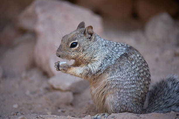 istock Lone rock squirrel (Otospermophilus variegatus), Grand Canyon 2232477712