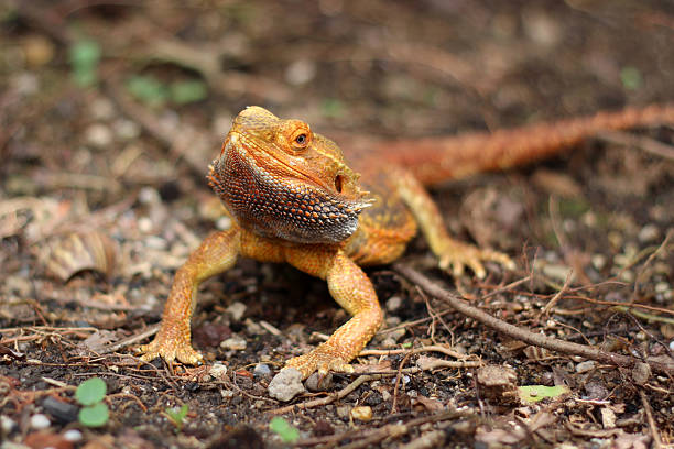 istock Bearded dragon lizard on Natural Habitat 2232479671