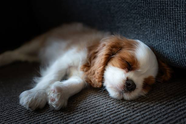 istock Sleeping Cavalier King Charles Spaniel Puppy 2232481434