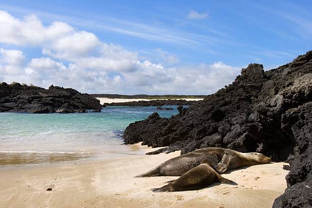 istock Sea lions on a Galapagos beach 2232482757