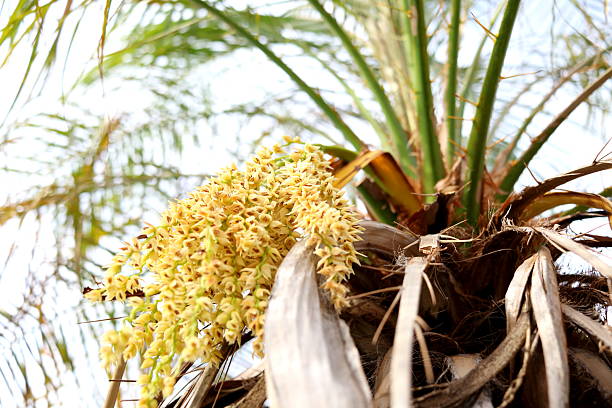Close up look up view flowers of Phoenix roebelenii blooming on bunch. Another name is Dwarf date palm, Pygmy date palm, Miniature date palm or Robellini palm.