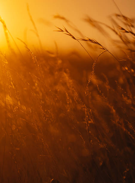 Close-up of grass glowing in warm sunset light, creating a soft and dreamy nature background.