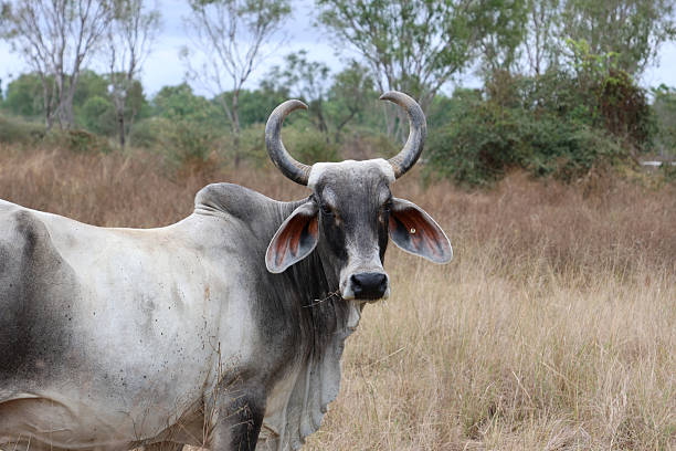 istock Grey gray cow with long horns in a farm paddock with grass and trees 2232489754