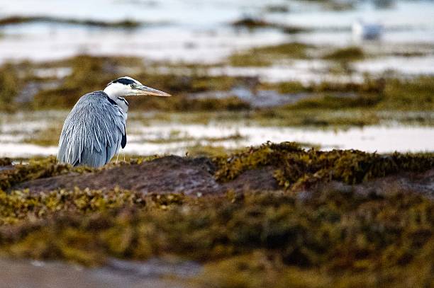 istock Grey Heron bird perched on rocks at the sea edge 2232489961