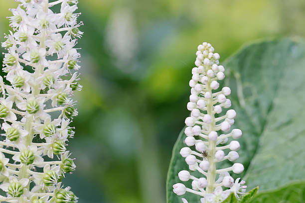 The Indian Pokeweed (Phytolacca esculenta) is a perennial plant belonging to the Family Phytolaccaceae. It is a plant of rich, moist soils. The plant is indigenous in East-Asia and China and is imported in Europe and escaped from gardens.\nThe Indian Pokeweed flowers in July and August with whitish flowers. The black-purple berry-fruit where in former times used to dye textile (crimson). The seeds, the unripe fruits and roots are poisonous (Source Wikipedia). \n\nThis Picture is made in an Ornamental Garden.