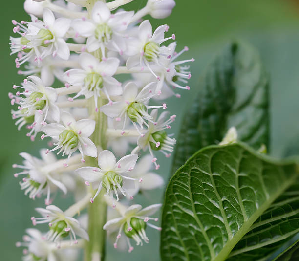 The Indian Pokeweed (Phytolacca esculenta) is a perennial plant belonging to the Family Phytolaccaceae. It is a plant of rich, moist soils. The plant is indigenous in East-Asia and China and is imported in Europe and escaped from gardens.The Indian Pokeweed flowers in July and August with whitish flowers. The black-purple berry-fruit where in former times used to dye textile (crimson). The seeds, the unripe fruits and roots are poisonous (Source Wikipedia). This Picture is made in an Ornamental Garden.