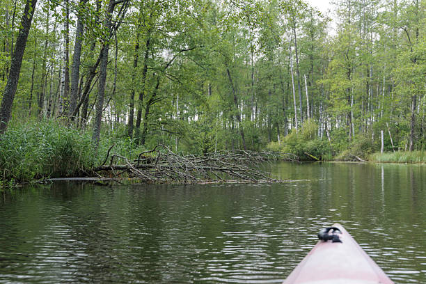 A peaceful view from a kayak, showing a fallen tree log and dense, lush green trees reflecting on the calm river water.