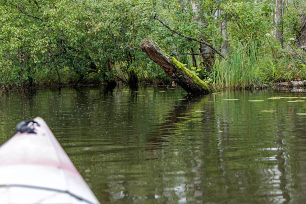 A close-up, first-person view from a kayak showing a moss-covered, fallen log and lush greenery on the riverbank.