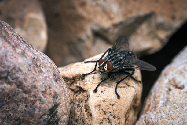 A detailed close-up photograph of a black housefly perched atop a rock amidst a natural setting.
