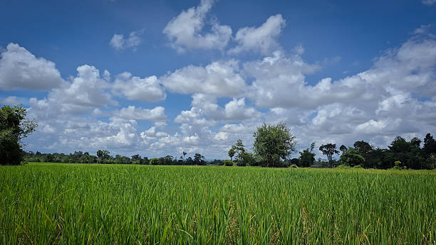 istock Lush Green Rice Field Under Blue Sky with White Clouds in Countryside 2232495184