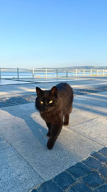 istock A cat walking with me in the morning 2232496855