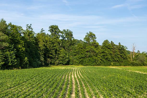 istock lush green rows of crops under a clear blue sky, framed by dense forest. fresh summer landscape with young corn field 2232498242