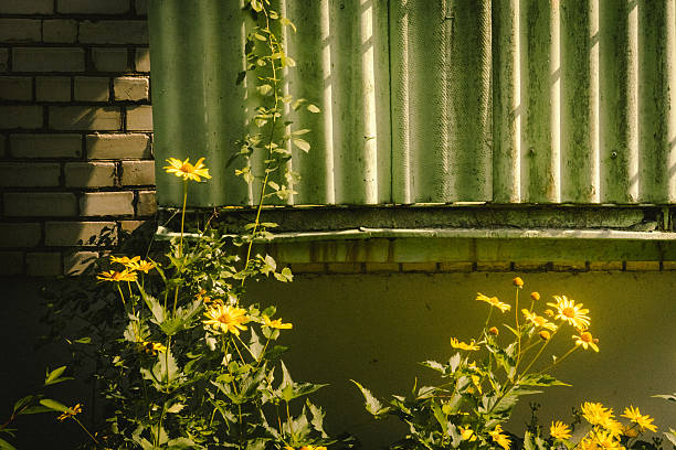 Ruined overgrown wooden house in abandoned village