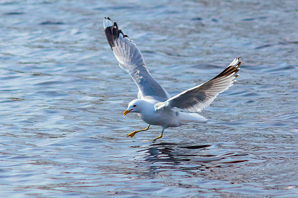 istock A common gull above the water surface before landing. 2232506077
