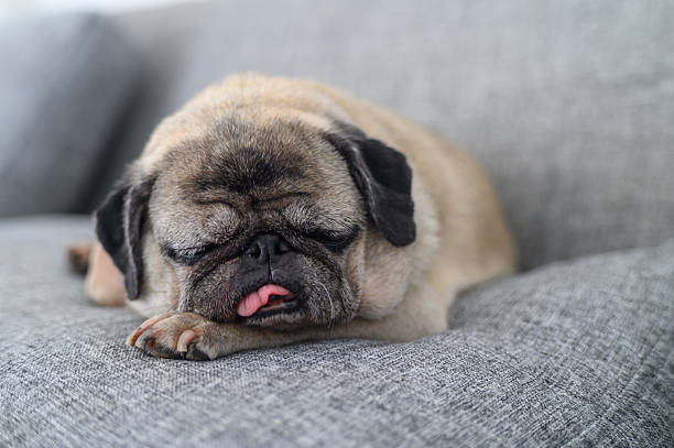 istock Old Pug Sleeping on Sofa with Tongue Out 2232506926