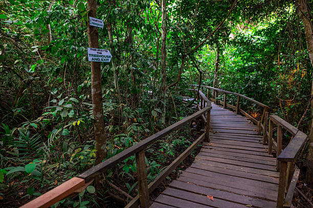 istock Wooden Boardwalk Through Lush Green Forest 2232509538
