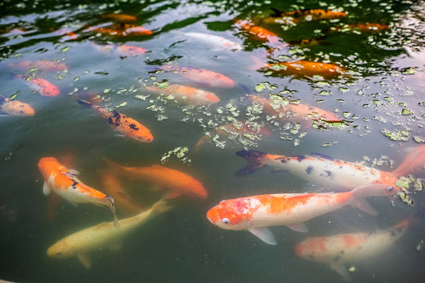 They have a long lifespan for freshwater fish, generally living for about 20 years, but in rare cases they can live up to 70 to 80 years. Carp has a long cultural relationship with Japanese people, and can be said to be the most familiar fish.