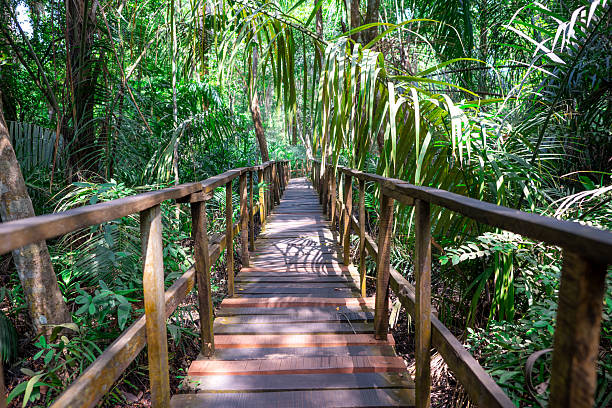 istock Wooden Boardwalk Through Lush Green Forest 2232509765
