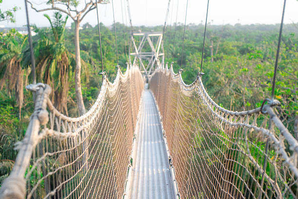 istock Suspension Bridge Path Through Tropical Palm Trees 2232509894