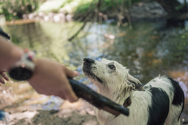 Border collie dog waiting for owner to throw stick near river in nature