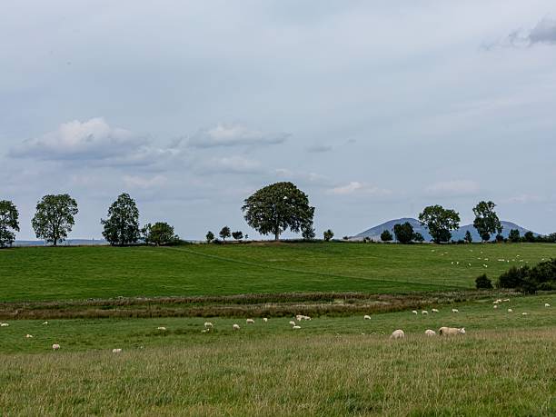 istock Sheep Herd At The Base Of The Eildon Hills. 2232511831