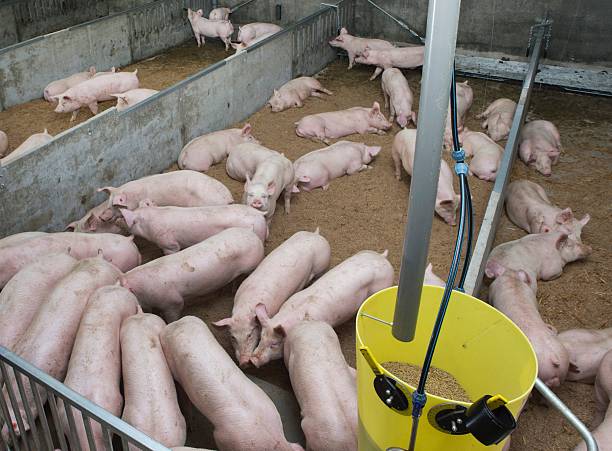 istock Pig breeding in modern stables in the Netherlands. 2232512059