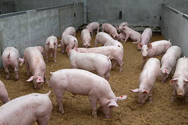 istock Pig breeding in modern stables in the Netherlands. 2232512081
