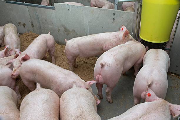 istock Pig breeding in modern stables in the Netherlands. 2232512132