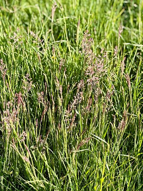 istock Wild grasses in bloom with delicate seed heads swaying in sunlight. Vibrant greenery creates a natural background ideal for concepts of growth, freshness, environment, and rural landscapes. 2232512649