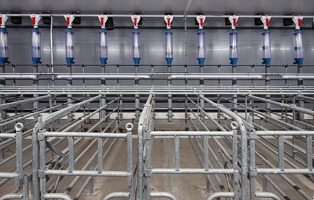 Pig breeding in modern stables in the Netherlands. Pig breeding for meat production. Interior Pig breeding in modern stables in the Netherlands. Pig breeding for meat production. New built pig stable with silo. Construction site interior. Automation systems in modern pig farming stock pictures, royalty-free photos & images