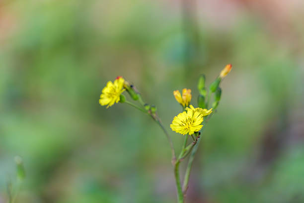A close-up shot of small yellow wildflowers with a blurry green and pink background, capturing the delicate details and vibrant color of the blossoms.