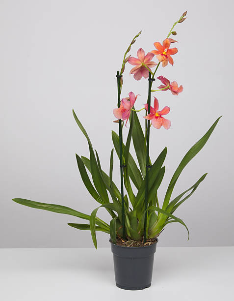 istock Orange orchids in a vase isolated nature background with clipping path 2232515257